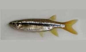 Darkina Fish