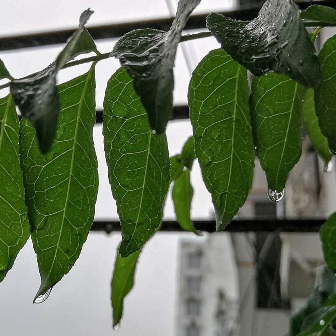Raindrops-&-Recipes-Rainy-day-traditions